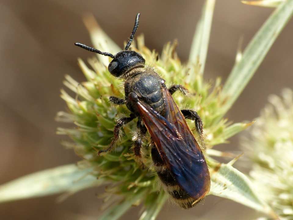 Colpa quinquecincta? S, femmina.